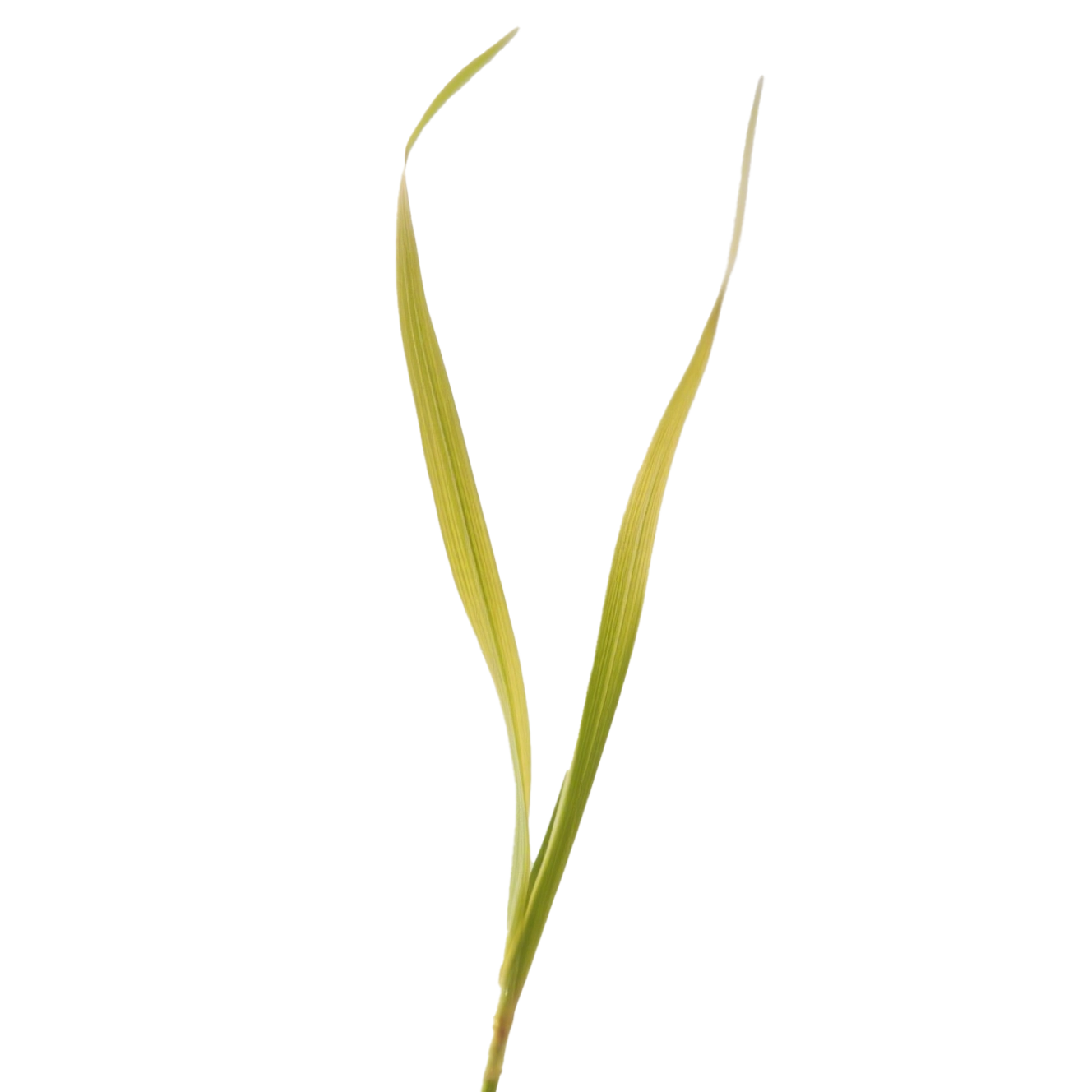 Two green leaves, Lutein on a transparent background