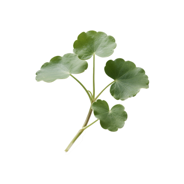 Green leafy plant Centella on a transparent background