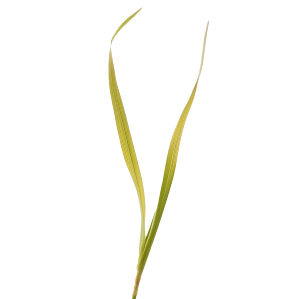 Two green leaves, Lutein on a transparent background