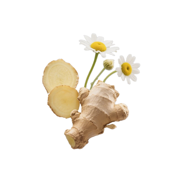 Ginger root with two daisies / bisabolol a white background, symrelief 100